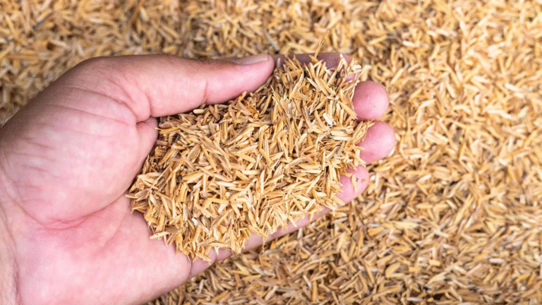 Rice Husk